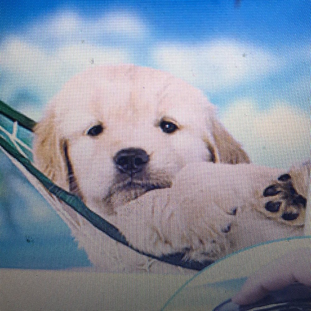 NEW/SEALED Fellowes Puppy in Hammock Mouse Pad 9x8